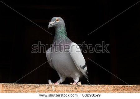 Racing Pigeon Stock Images, Royalty.