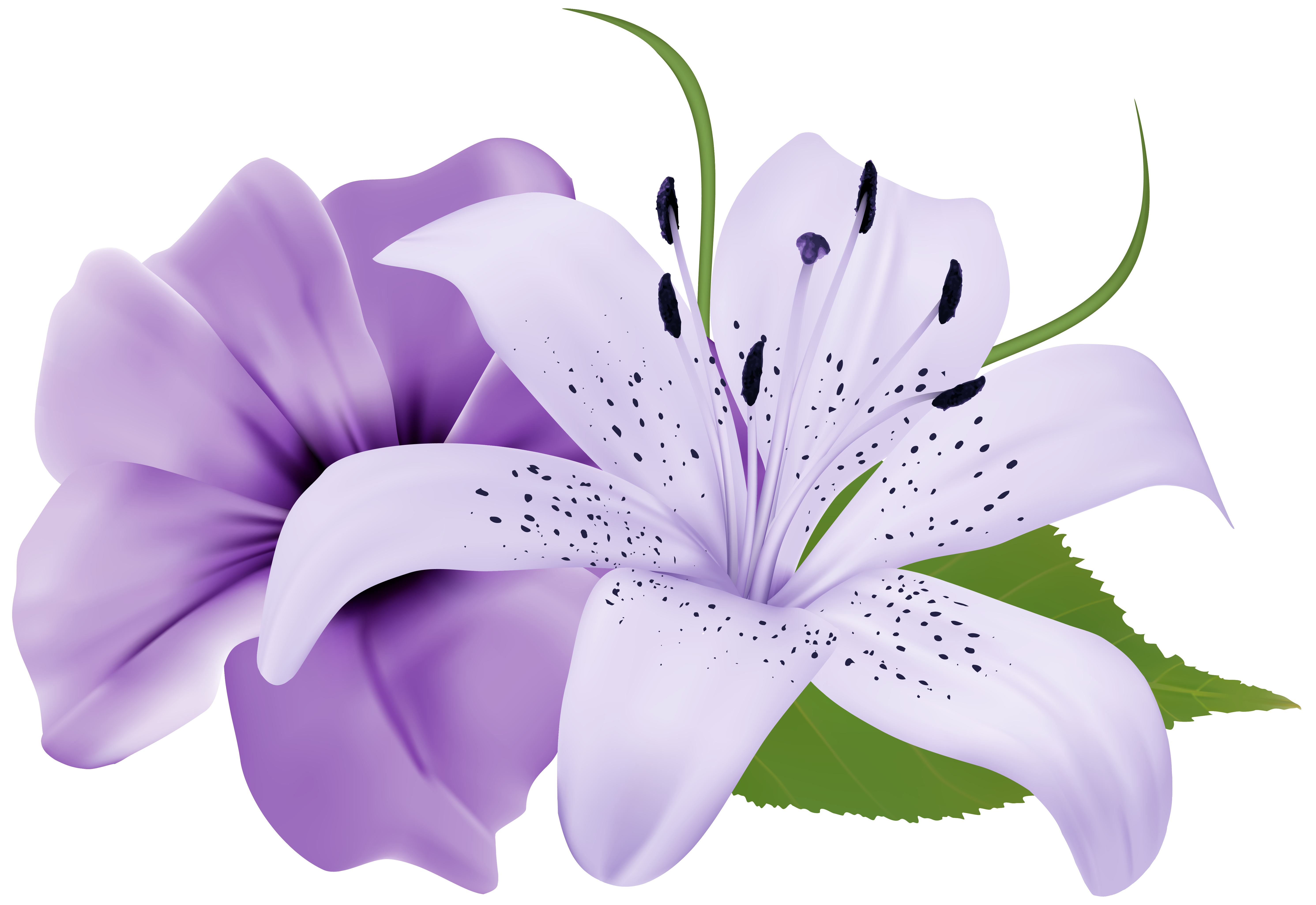 Purple Two Exotic Flowers PNG Clipart Image.