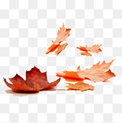 Download Free png Fall Leaves PNG Images.