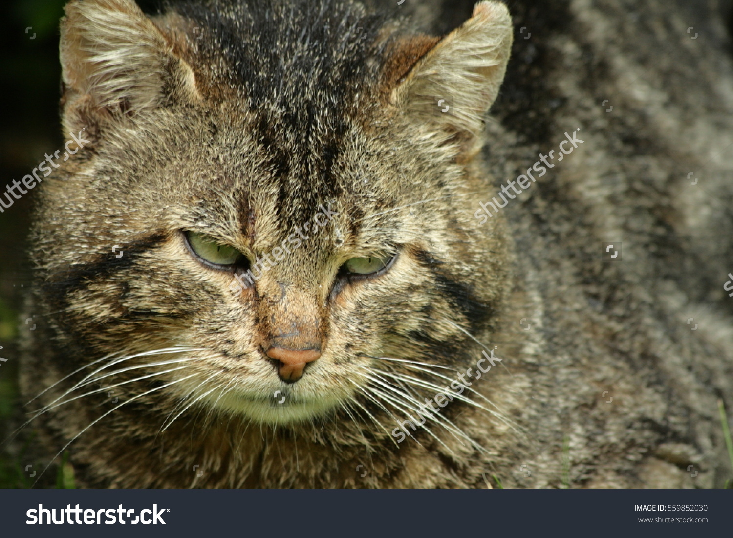 Cat Felis Silvestris Catus Stock Photo 559852030.