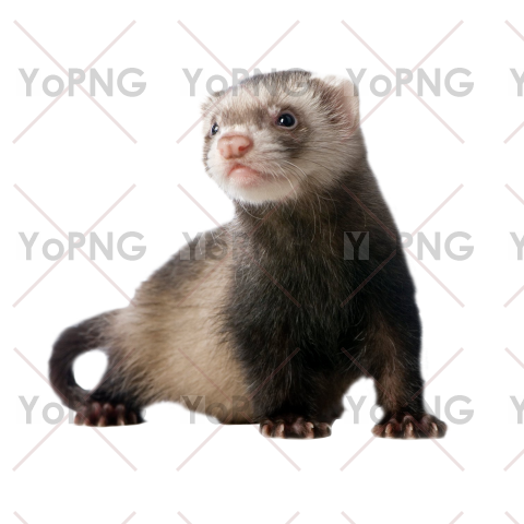 Ferret png image free download for design.