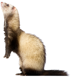 Ferret PNG images.