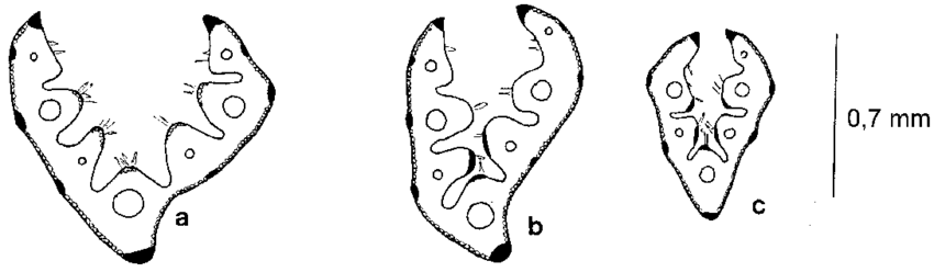 A survey of the genus Festuca L. (Poaceae) in Italy. I. The.