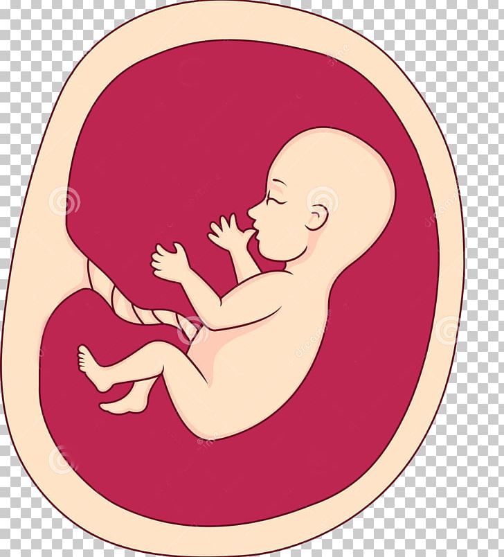 Fetus Uterus Pregnancy PNG, Clipart, Baby, Baby Announcement Card.