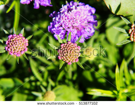 Scabious Banco de imágenes. Fotos y vectores libres de derechos.