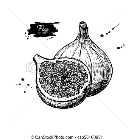 Fig vector drawing. Hand drawn fruit and sliced piece. Summer fo.