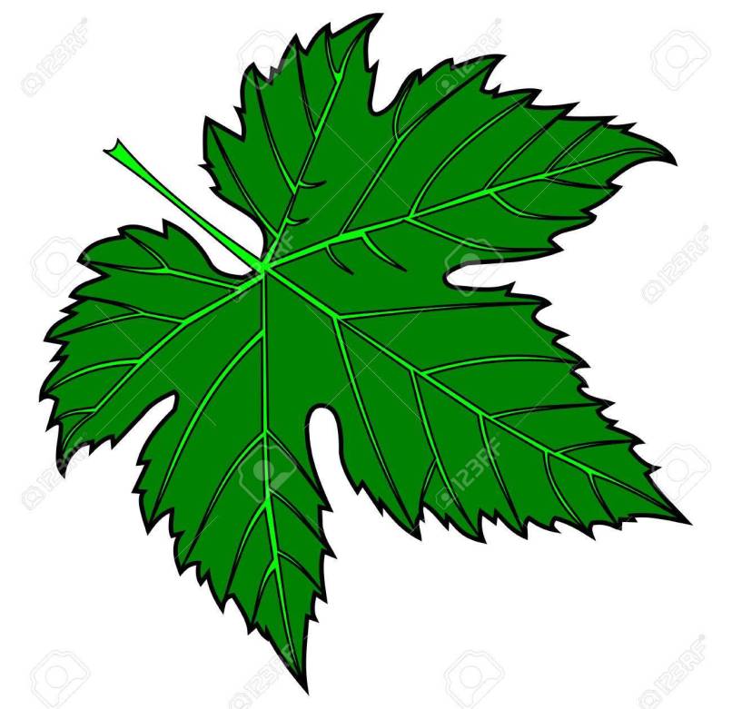 Fig Leaf Clip Art Free.