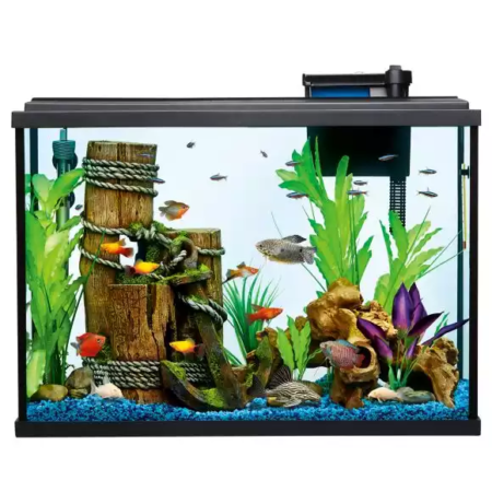 Aquarium,Freshwater aquarium,Aquarium decor,Feeder fish,Aquarium.