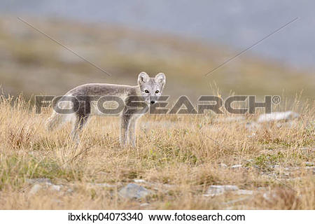 Stock Photography of "Arctic fox (Vulpes lagopus, Alopex lagopus.