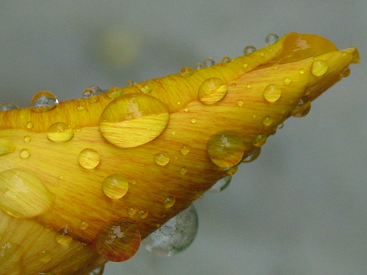 Flower Rain Drops Clip Art.