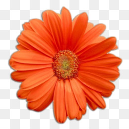 Real Flowers PNG.