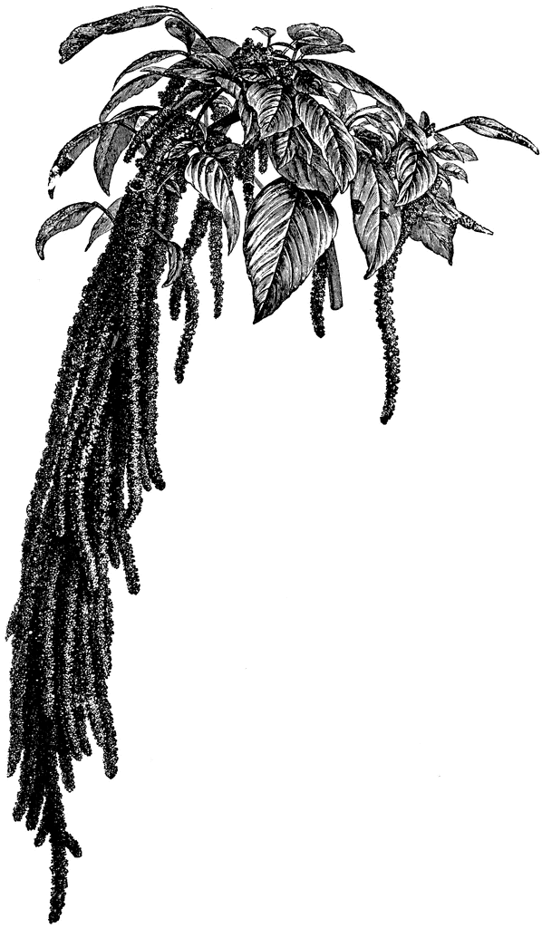 Flower Spike of Amaranthus Caudatus.