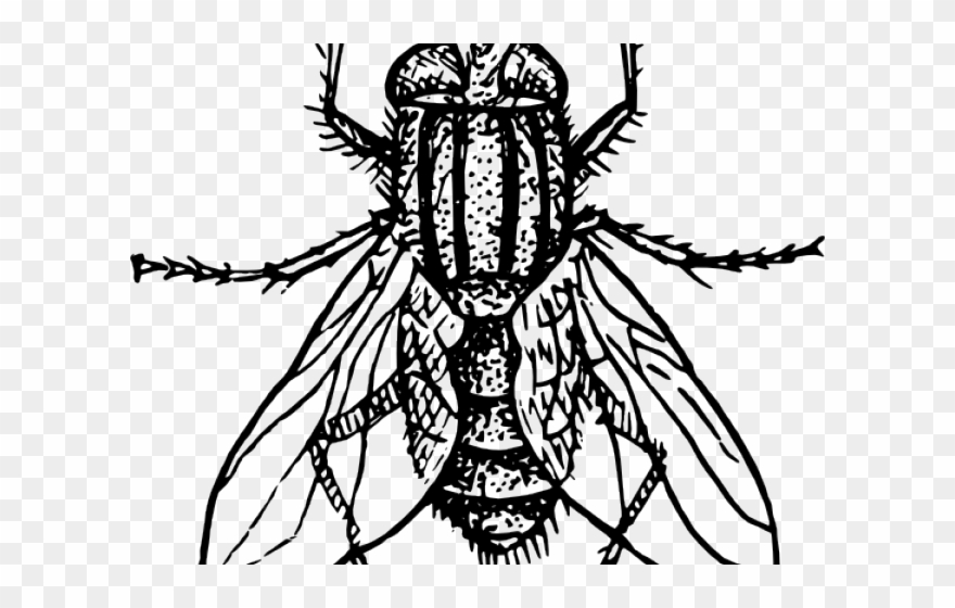 Flies Clipart Kuliglig.