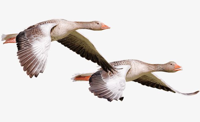 Flying Geese PNG, Clipart, Animal, Animal World, Autumn.