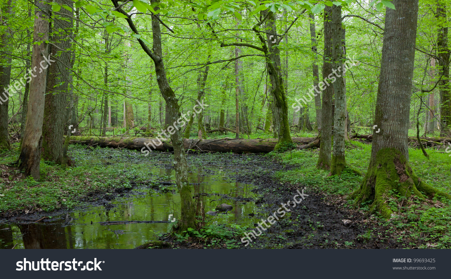 Springtime Wet Deciduous Forest With Standing Water And Dead Trees.