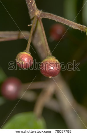 Frangula Alnus Stock Photos, Royalty.