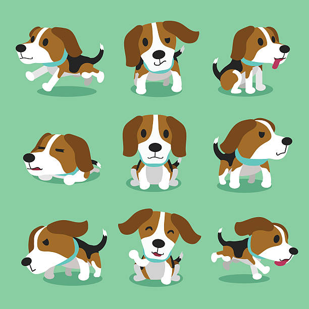 Best Beagle Illustrations, Royalty.