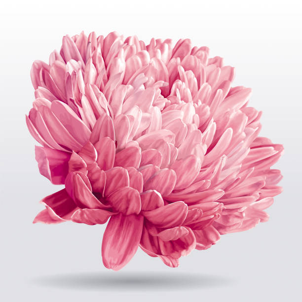 Best Chrysanthemum Flower Illustrations, Royalty.