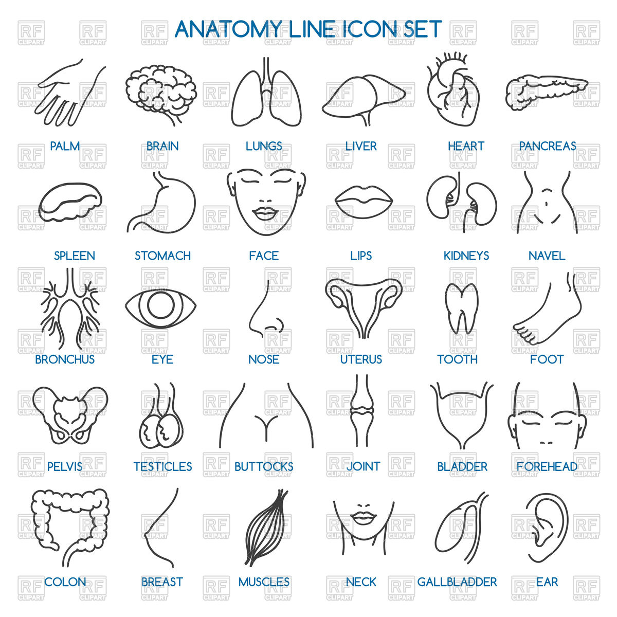 Anatomy line icons.