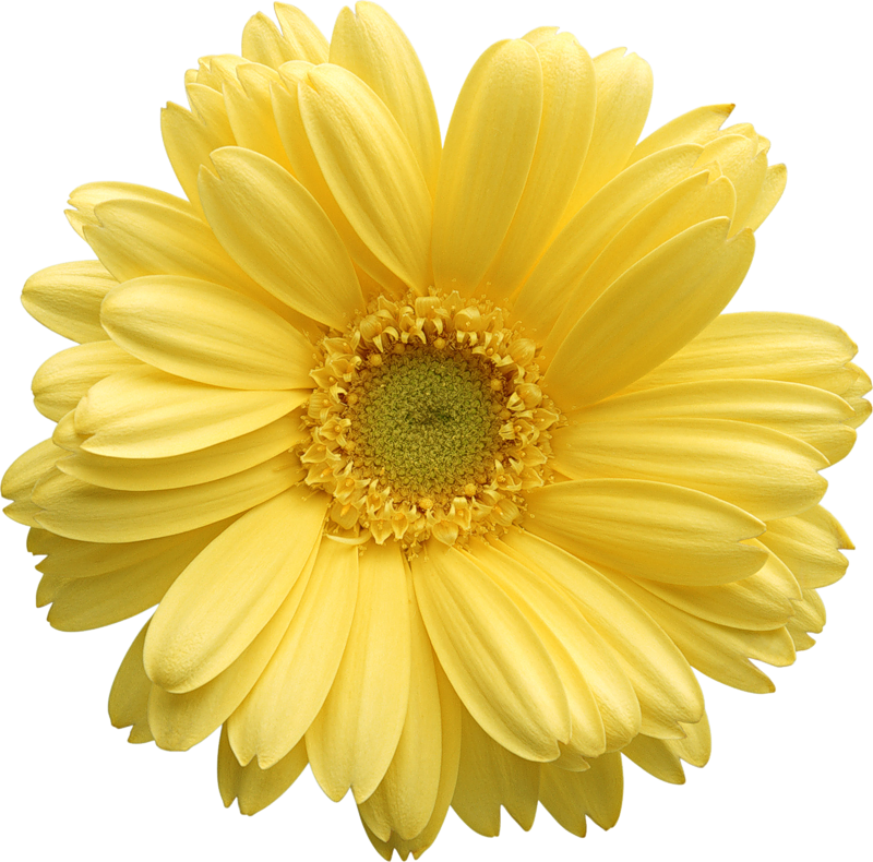 Free Gerbera Daisy Cliparts, Download Free Clip Art, Free.