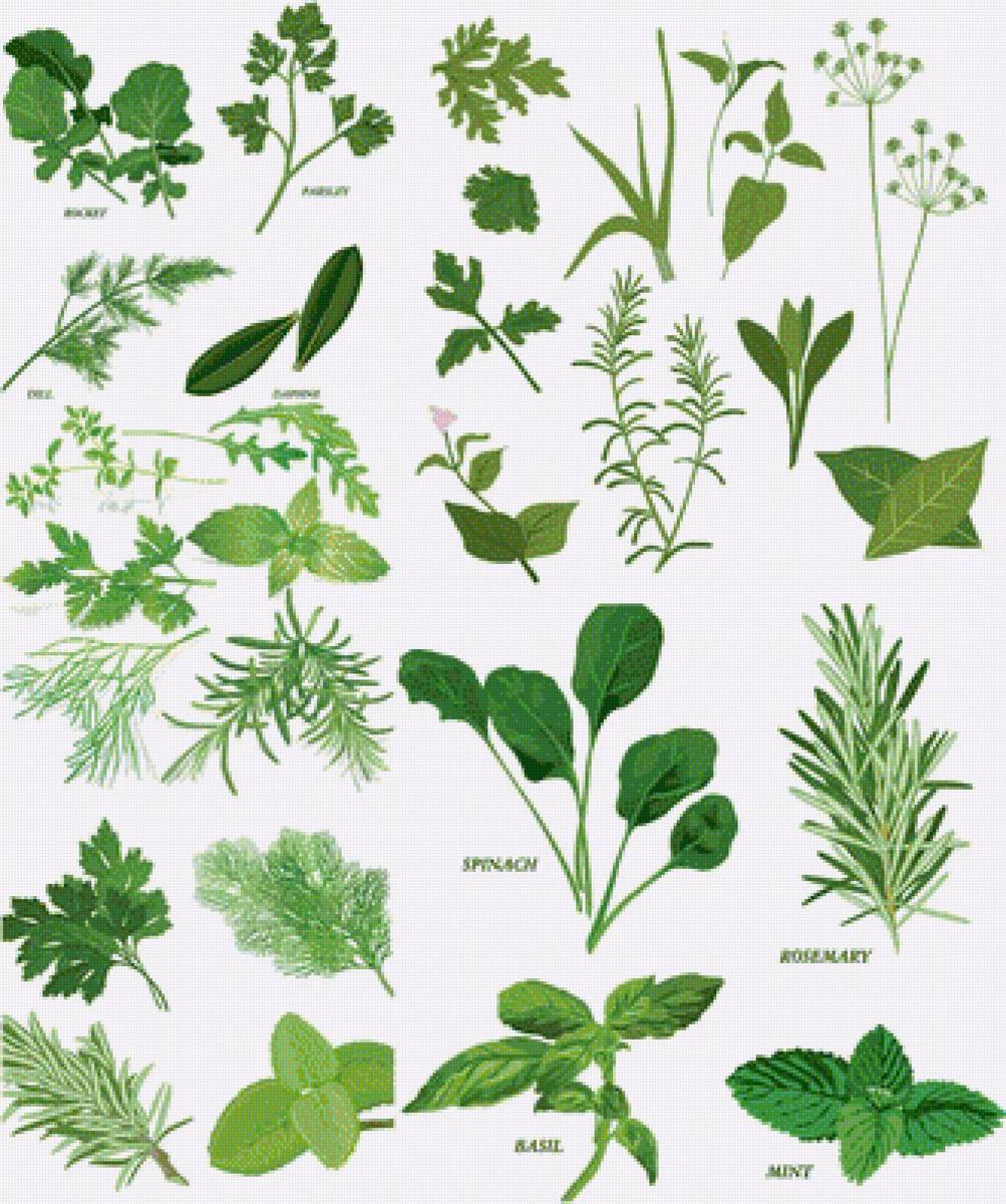 Free Herbs Clipart Clip Art Pictures Graphics.