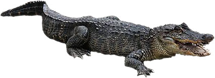 Free Alligator Animations.