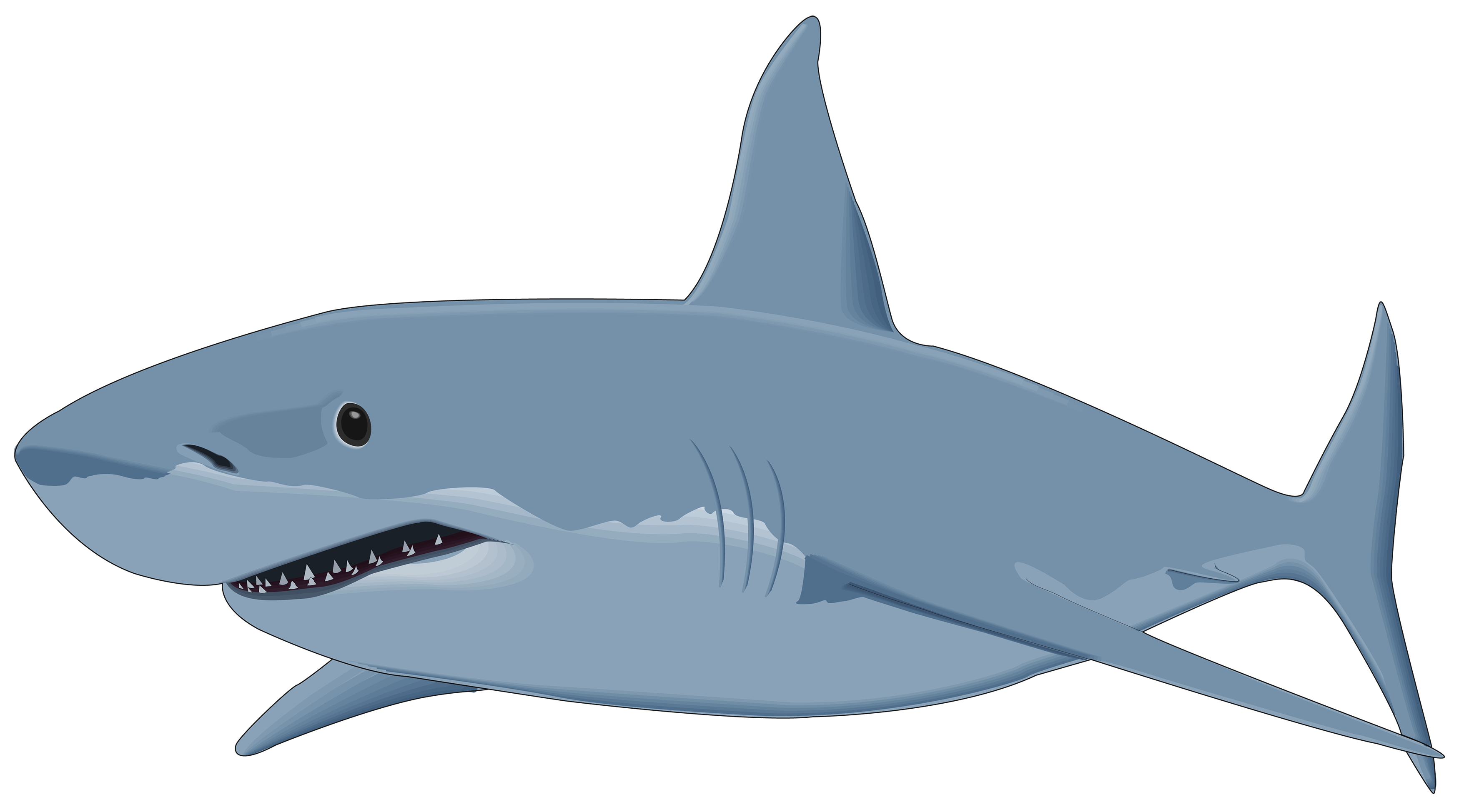 Great white shark Isurus oxyrinchus Clip art.