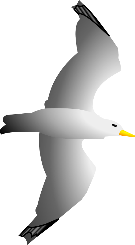 Seagull clipart free images image 2.