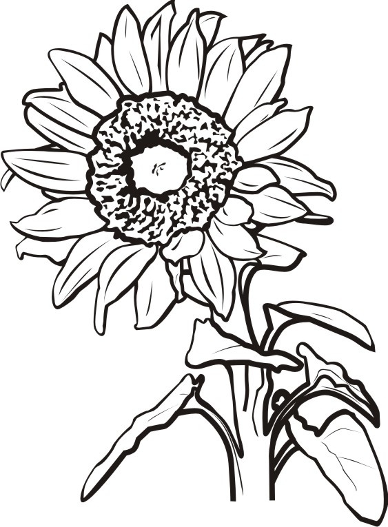 Sunflower Black And White Sunflower Clipart Black And White.