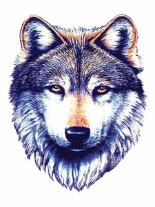 Wolf PNG Images.