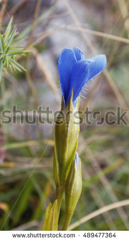 Alpine Gentian Stock Photos, Royalty.