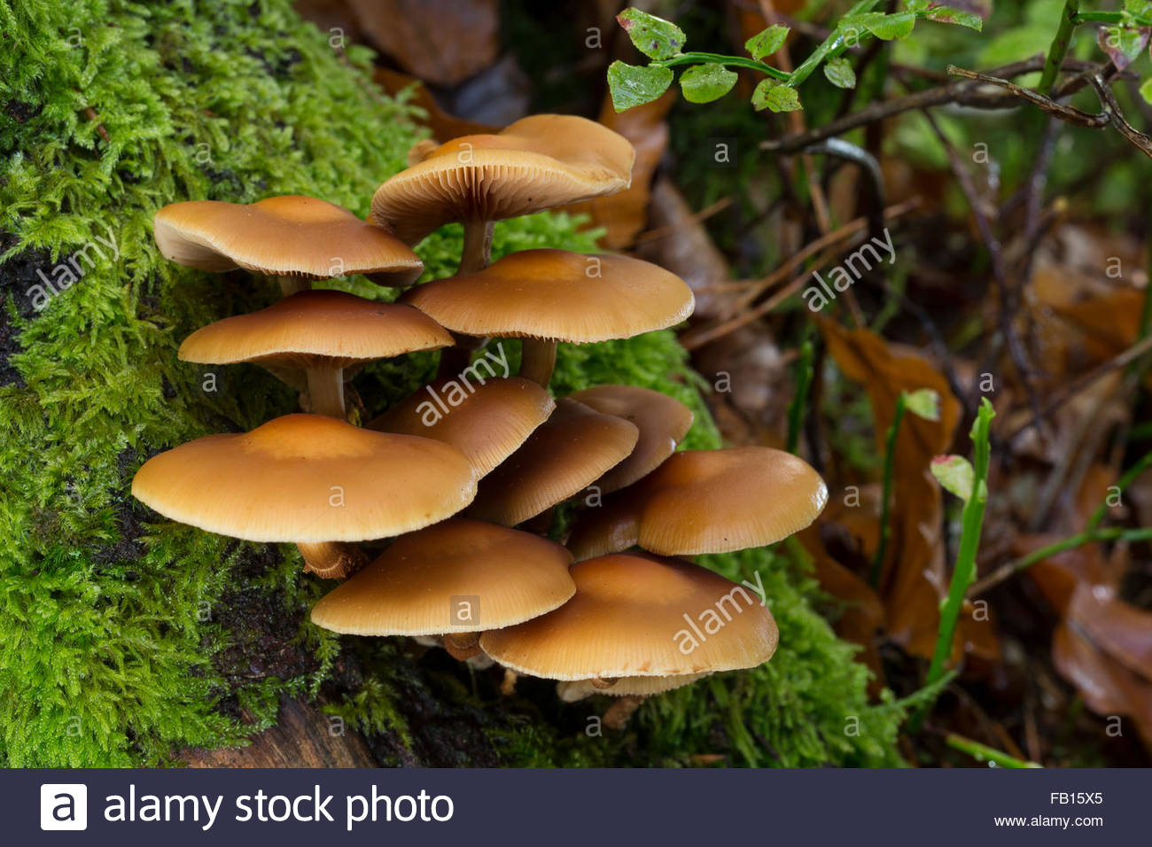 Sheathed Woodtuft, Gemeines Stockschwämmchen, Stockschüppling.