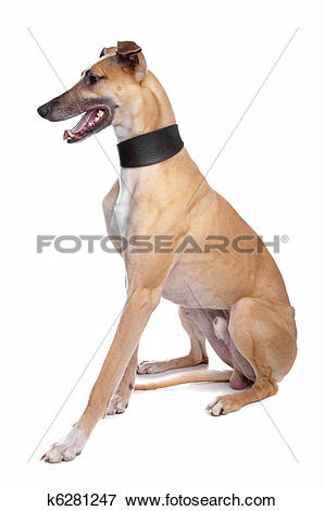 Picture of Greyhound, Whippet, Galgo dog k6281247.