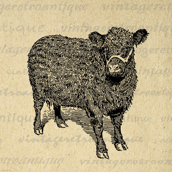 Printable Galloway Cow Image Digital Illustration Graphic Download.