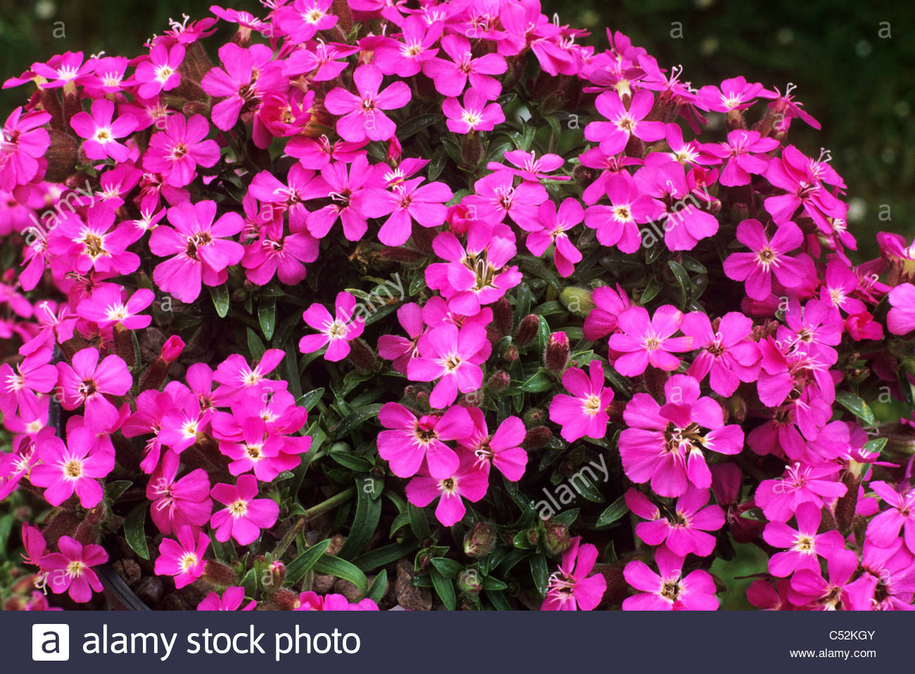 Pink Flowers Soapwort Stock Photos & Pink Flowers Soapwort Stock.