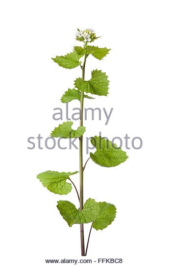 Wild Mustard Flower Stock Photos & Wild Mustard Flower Stock.