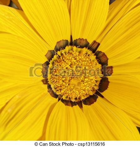 Stock Photography of Treasure flower, Gazania splendens.