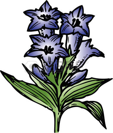 62 Gentian Stock Illustrations, Cliparts And Royalty Free Gentian.