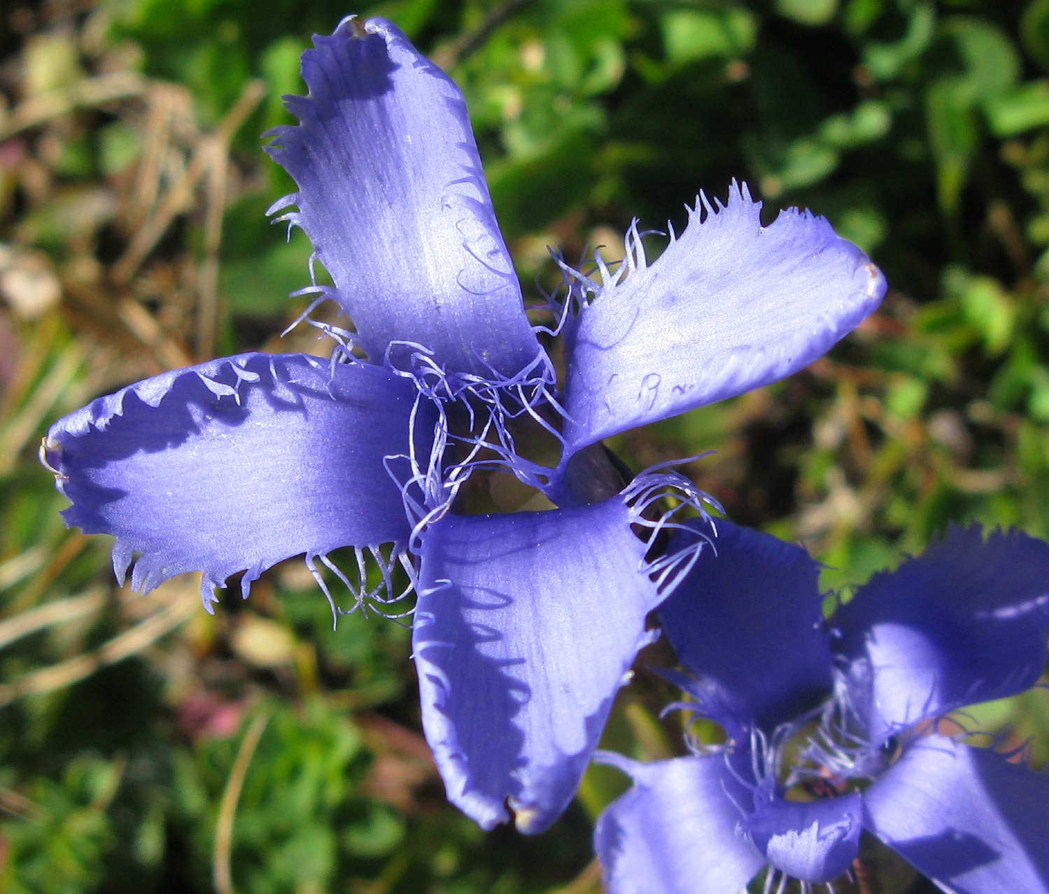 Gentiana.