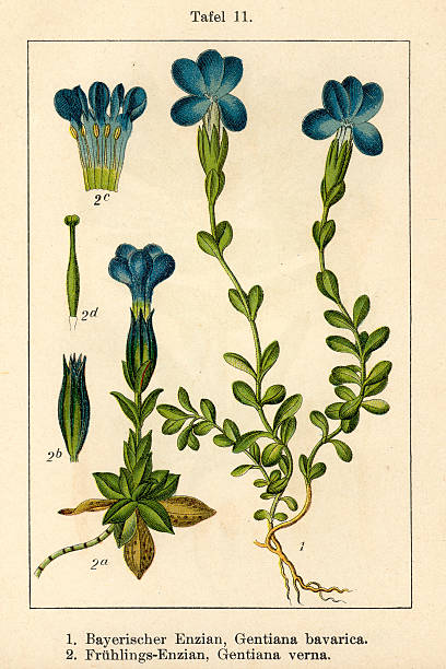 Gentiana Verna Clip Art, Vector Images & Illustrations.