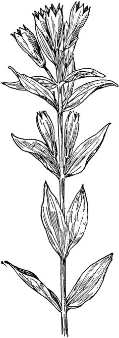 Gentiana Septemfida.