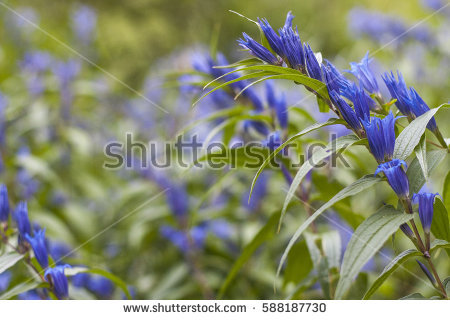 Gentian Stock Photos, Royalty.