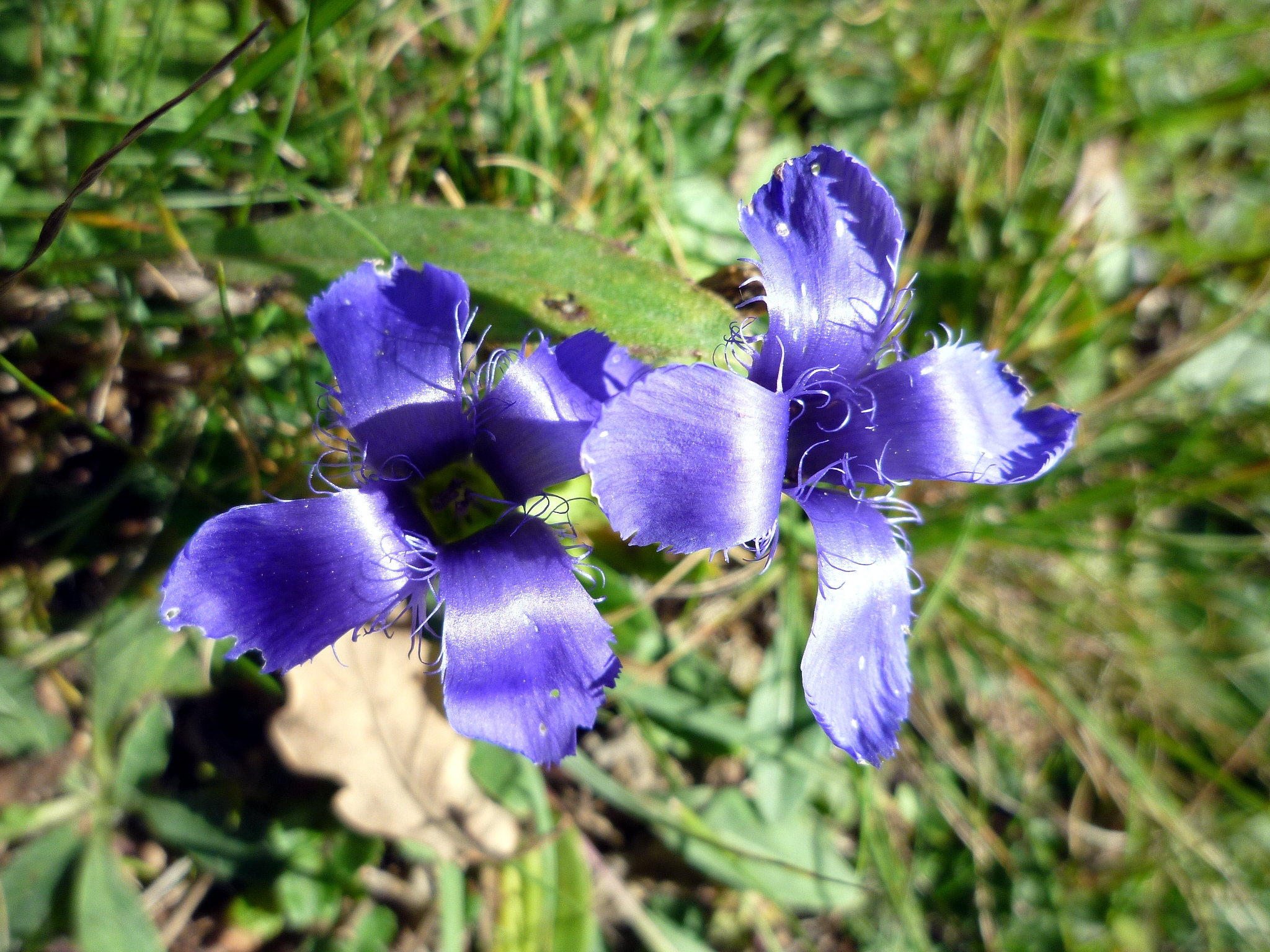 File:GENTIANA CILIATA.