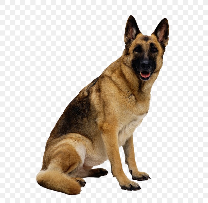 German Shepherd Clip Art, PNG, 298x420px, German Shepherd.