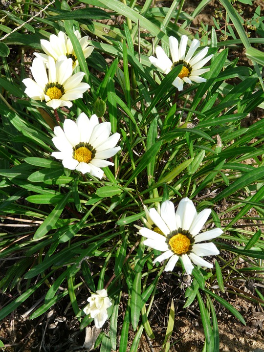 Free photo Gazanie White Geäugte Gazanie Gazania Rigens Geäugt.