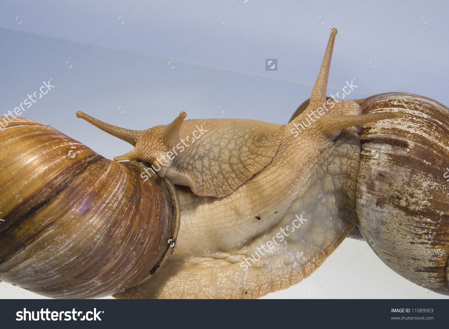 Giant African Land Snails Close Shots Stock Photo 11089903.