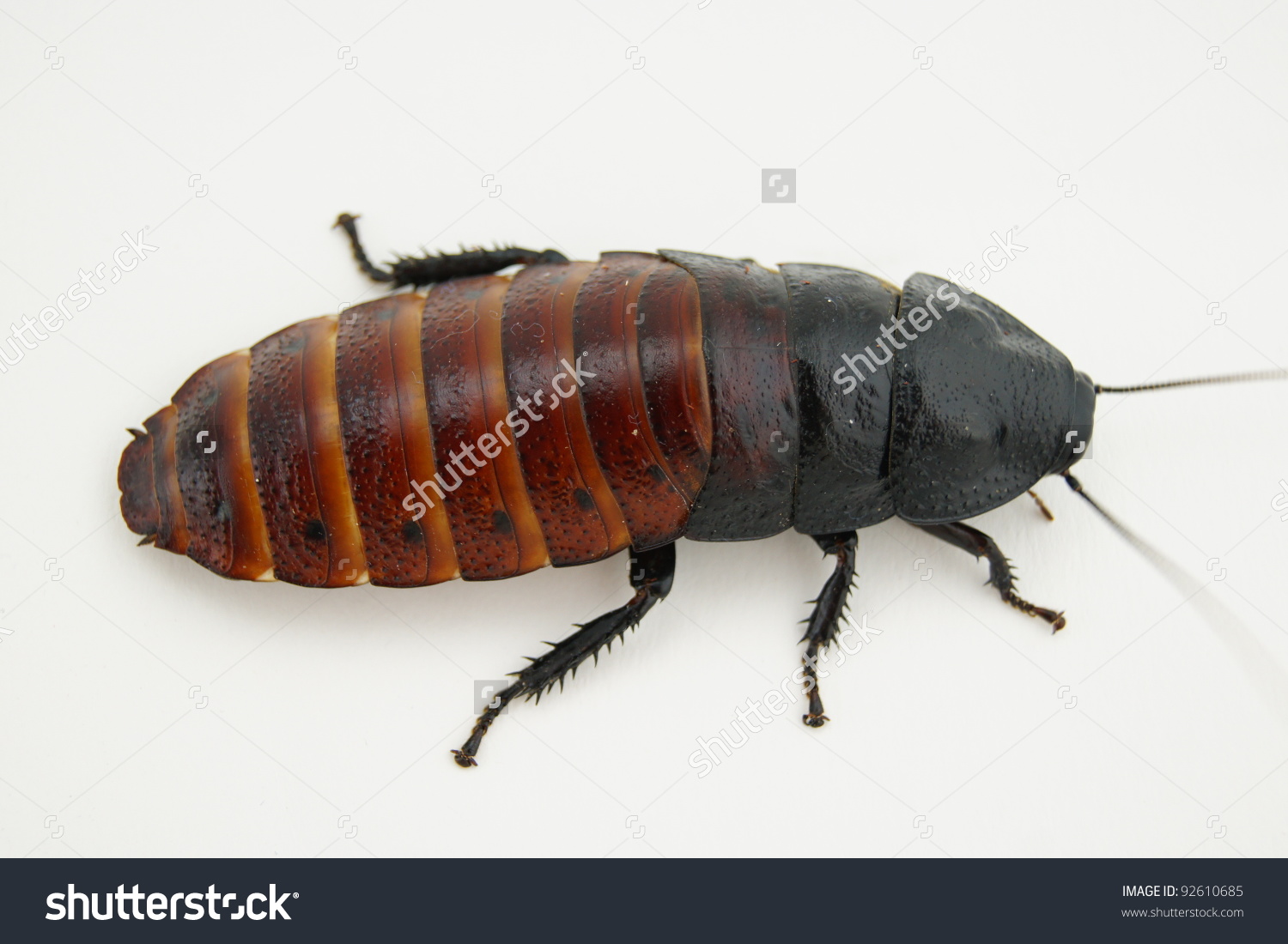 Madagascar Hissing Cockroach Stock Photo 92610685.