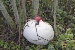 Giant Puffball Mushrooms Stock Image.