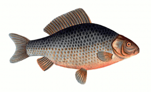 Carp Clip Art Download.