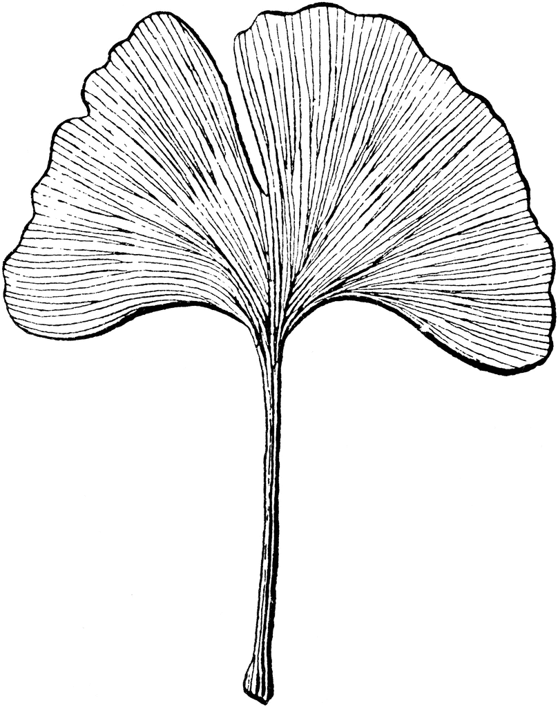 Ginkgo tree clipart.